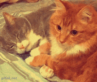 Gato-enojado GIFs - Get the best GIF on GIPHY