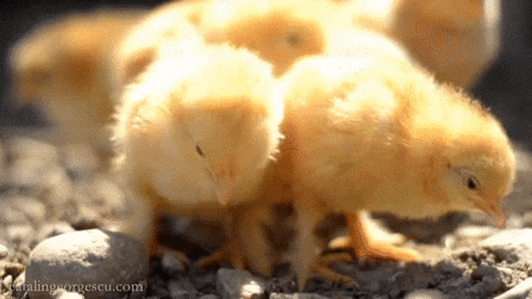 dítě kuřata GIF