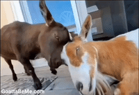 GIPHY's Top 25 GIFs of 2019. 2019 was a wild one — you're not alone…, by  GIPHY