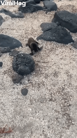 Man Finds Baby Sea Lion On Beach GIF by ViralHog
