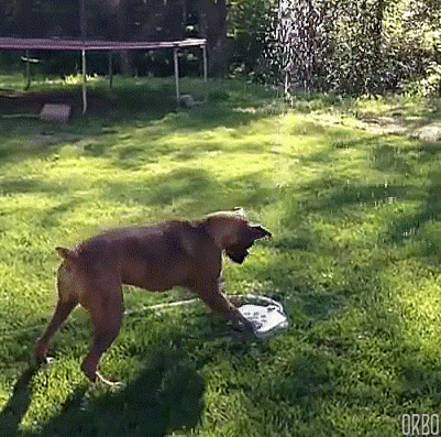 Ilmu Pengetahuan 5 Dog Eating Grass Gif Ilmu Pengetahuan 5 Dog Eating Grass Gif