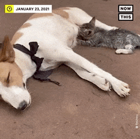 Cat And Dog GIF by NowThis