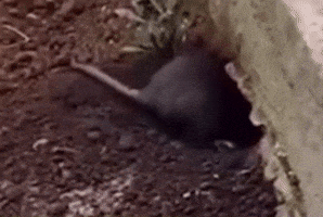 Frog Toss Out GIF