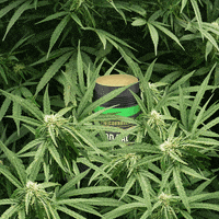 Cannabis Cbd GIF by Cornbread Hemp