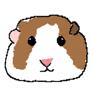 Guinea Pig GIF