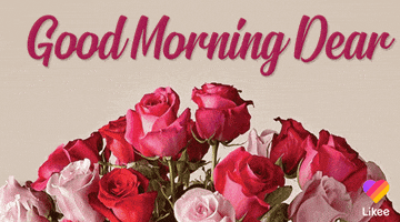 Digital illustration gif. Bouquet of pink and red roses peaks up from the bottom of the frame against a beige background. Text, "Good morning dear."