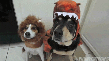 Dog Halloween GIF