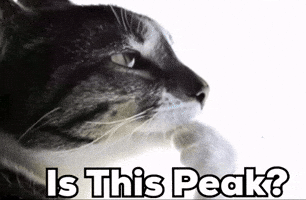Cat Instagram GIF