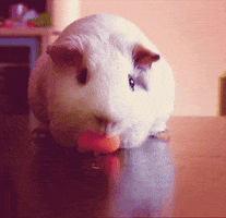 Pig Carrot animated GIF