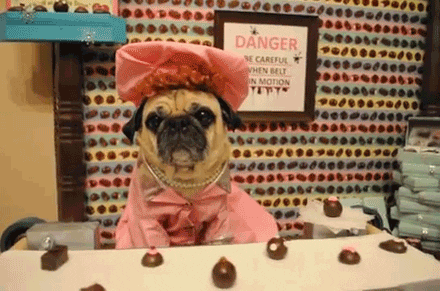sassy pants chocolate GIF