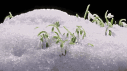 Imbolc Altar 101 - Our Favourite Jubilant Decorations 7 snowdrops gif