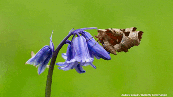 savebutterflies nature wildlife conservation moth GIF