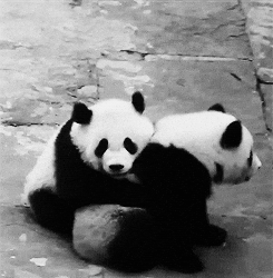 Panda Dogs Gifs Get The Best Gif On Giphy