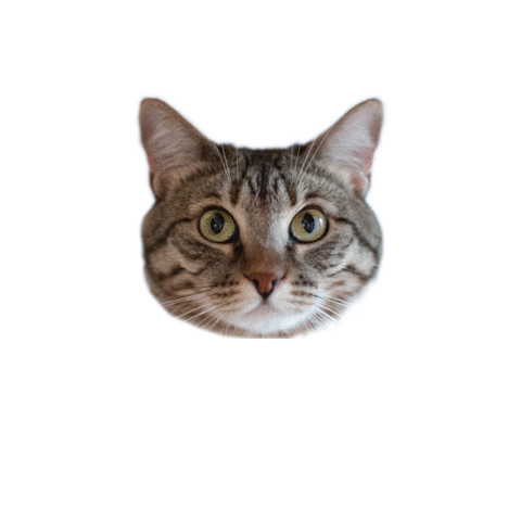 Amici di Chicco Sticker