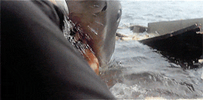 Jaws GIFs - Get the best GIF on GIPHY