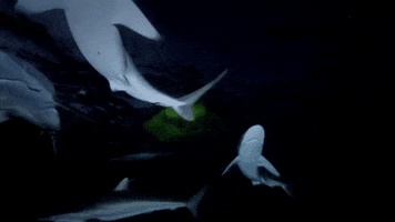 Dark Swimming GIF by Shark Week