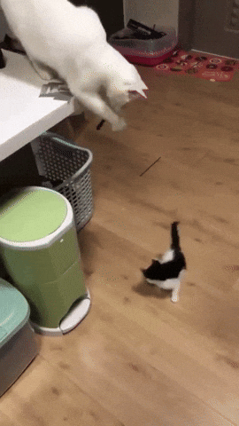 Cats Reaction GIF by MOODMAN