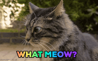 What Now Cat GIF by chuber channel