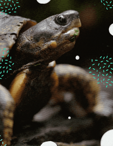 The Black Turtle GIFs - Get the best GIF on GIPHY