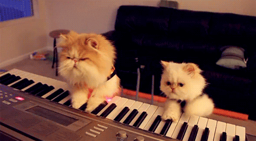 GIF of two cats playing a keyboard.