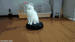 Wade affældige Modtager maskine Cat-riding-roomba GIFs - Get the best GIF on GIPHY