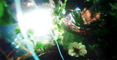 Water Flowers GIF