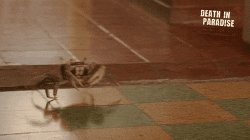 deathinparadiseofficial crab running away death in paradise GIF