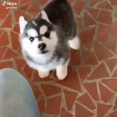 The Best Parrots In The World Cute Puppy Happy Birthday Gif