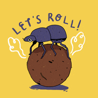 Dung Beetle Insect GIF by putri