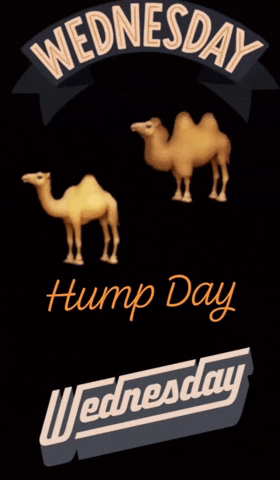 hump day gif