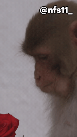 Rose Monkey GIF