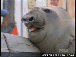 Walrus GIFs Find Share On GIPHY