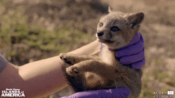 baby animal fox GIF by Acorn TV