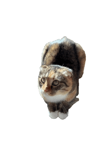 Cat Sticker