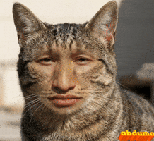 Cat Face GIF