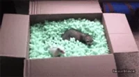 ferrets playing GIF