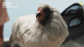 National Geographic Reaction GIF by Nat Geo Wild