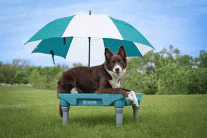 Weather Umbrella GIF by Blue9PetProducts
