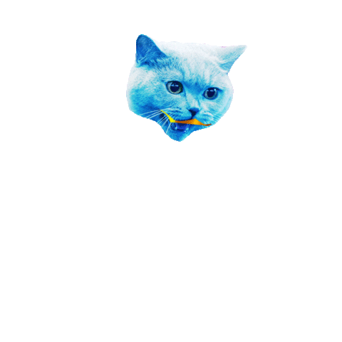 Cat Rainbow Sticker by Shutterstock