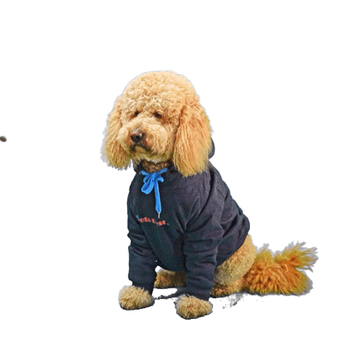 Pets Best Sticker