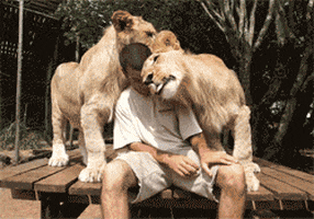 Lion Cuddle GIF