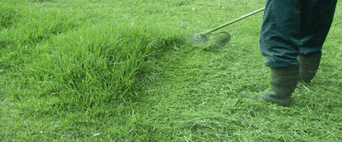 grass GIF grass GIF