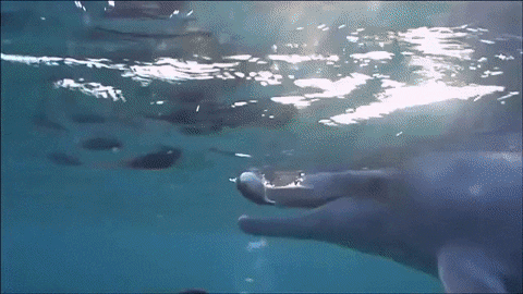 fish dolphin GIF