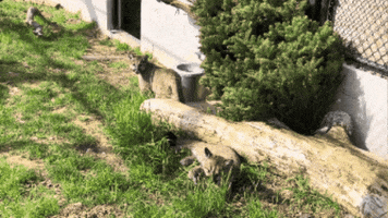 Playing Mountain Lions GIF by Oakland Zoo