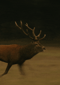 images Deer Gif deer gifs get the best gif on giphy