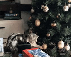 Cat Christmas GIF by LifeAtSAP