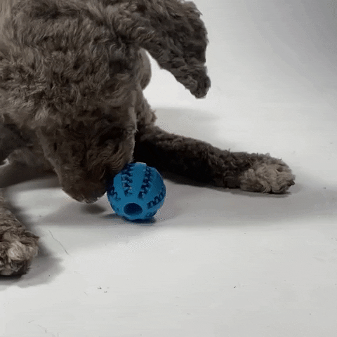 tannpuss lekeball animert gif video med hund som tygger på ballen