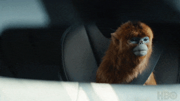 Buckle Up Golden Monkey GIF by His Dark Materials