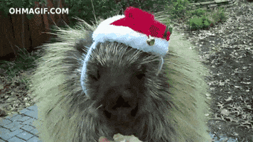 Christmas Porcupine GIF