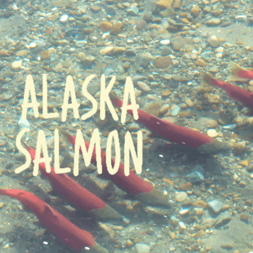 Bucket List Summer GIF by Sharing Alaska